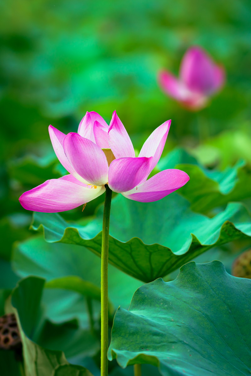 翰墨寫初心,妙筆揚清風——省建設科研院組織參加集團紀委清廉文化作品展(圖1) 翰墨寫初心,妙筆揚清風——省建設科研院組織參加集團紀委清廉文化作品展(圖1)